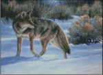 Checking His Backtrail (image for) Checking His Backtrail